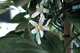 Citrofortunella mitis (Calamondin)